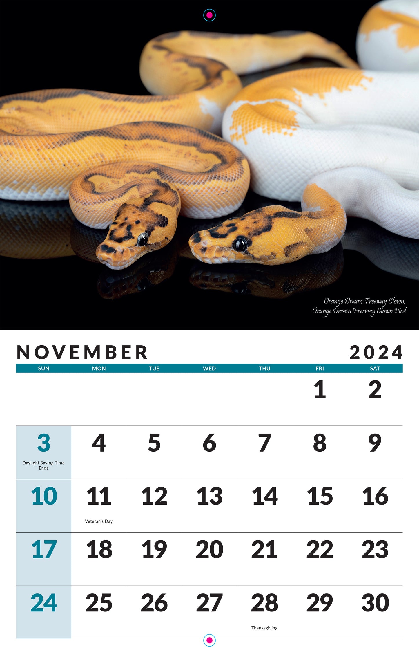 2024 Ball Python Calendar