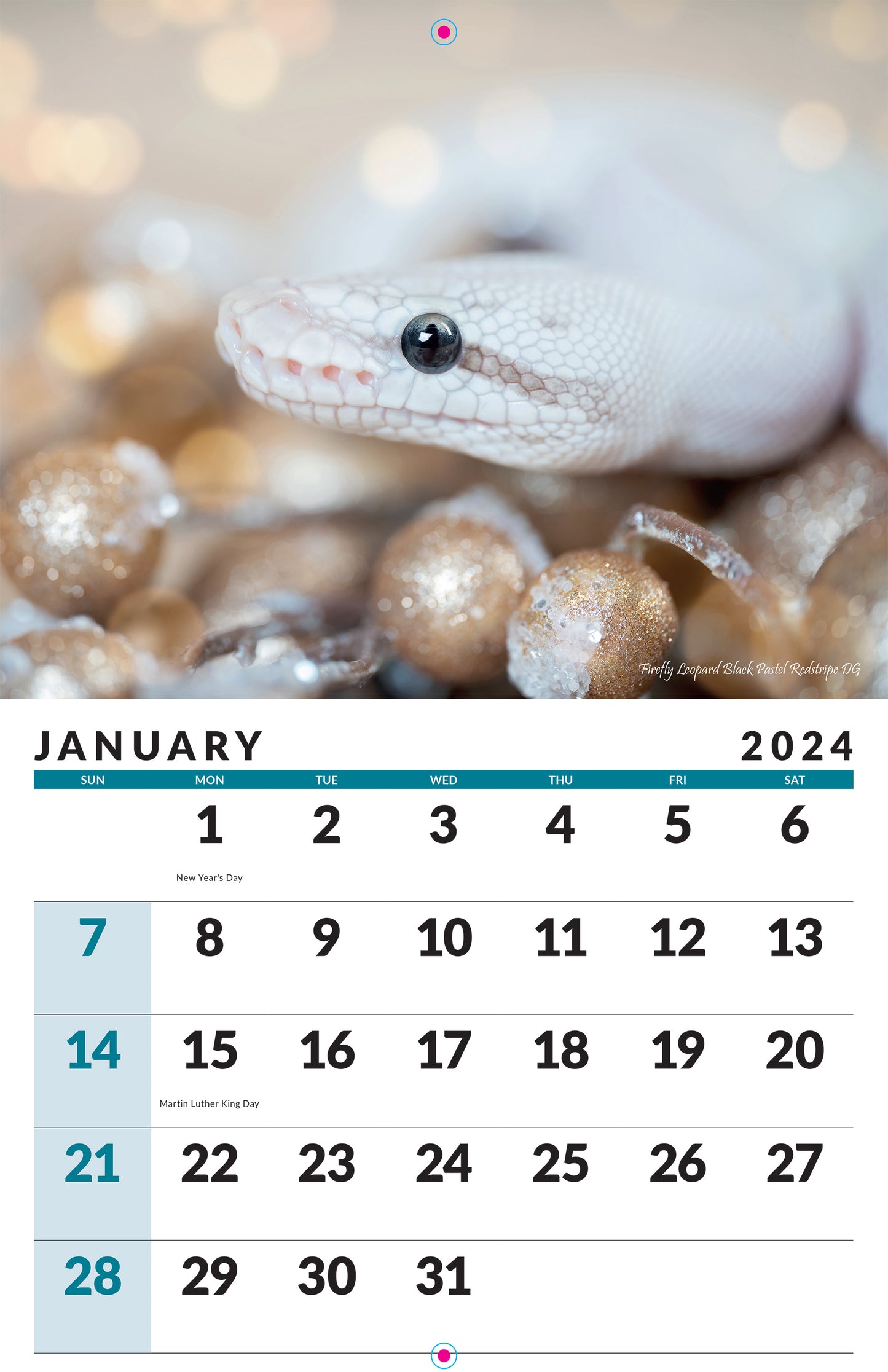 2024 Ball Python Calendar