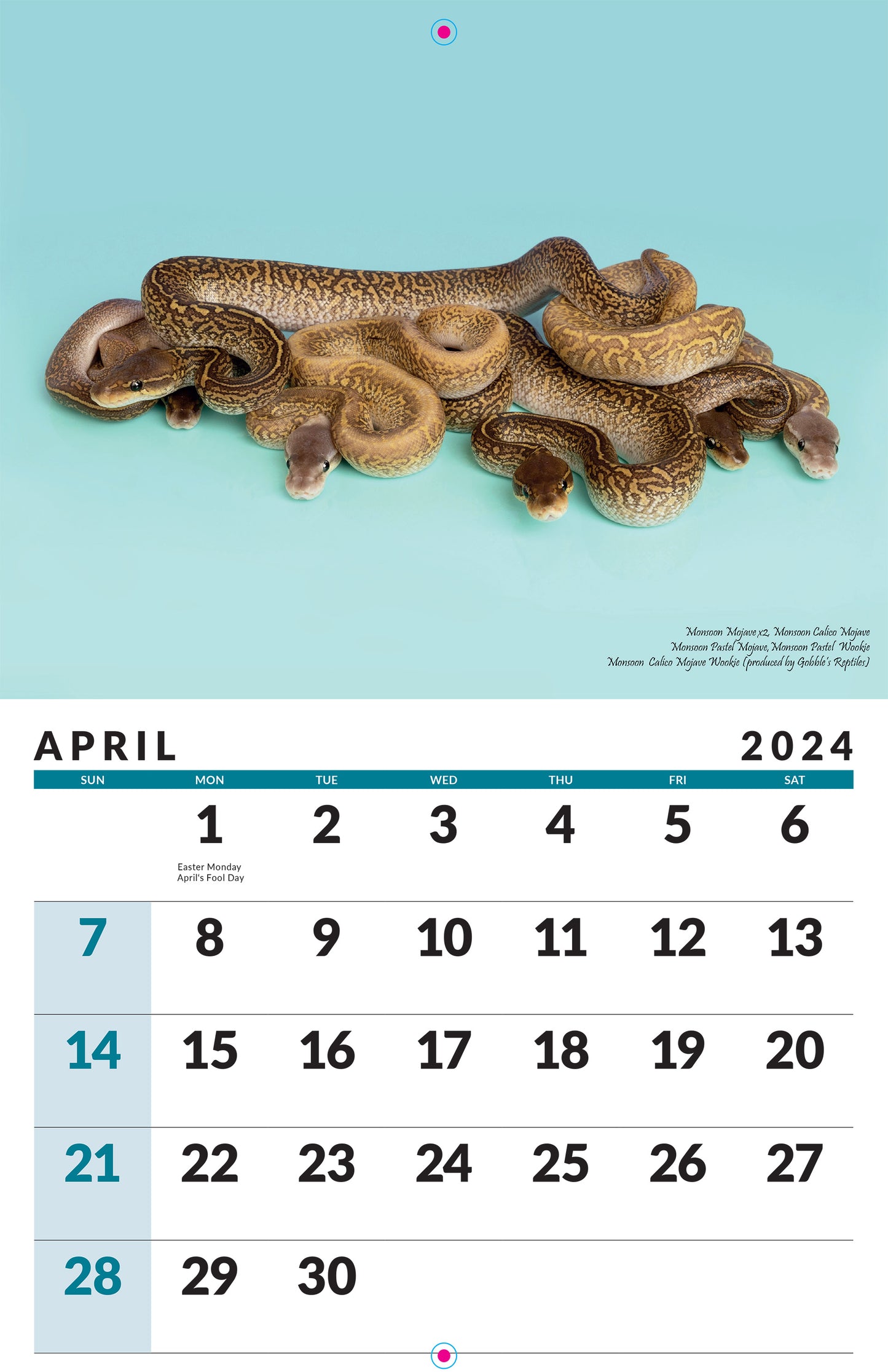 2024 Ball Python Calendar
