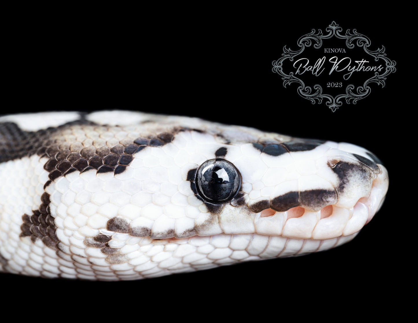 2023 Ball Python Calendar