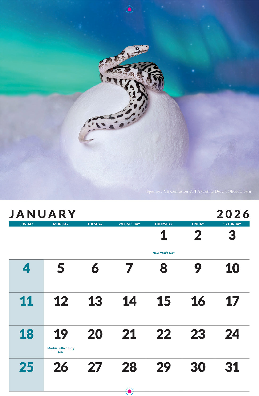2026 Ball Python Calendar – KINOVA