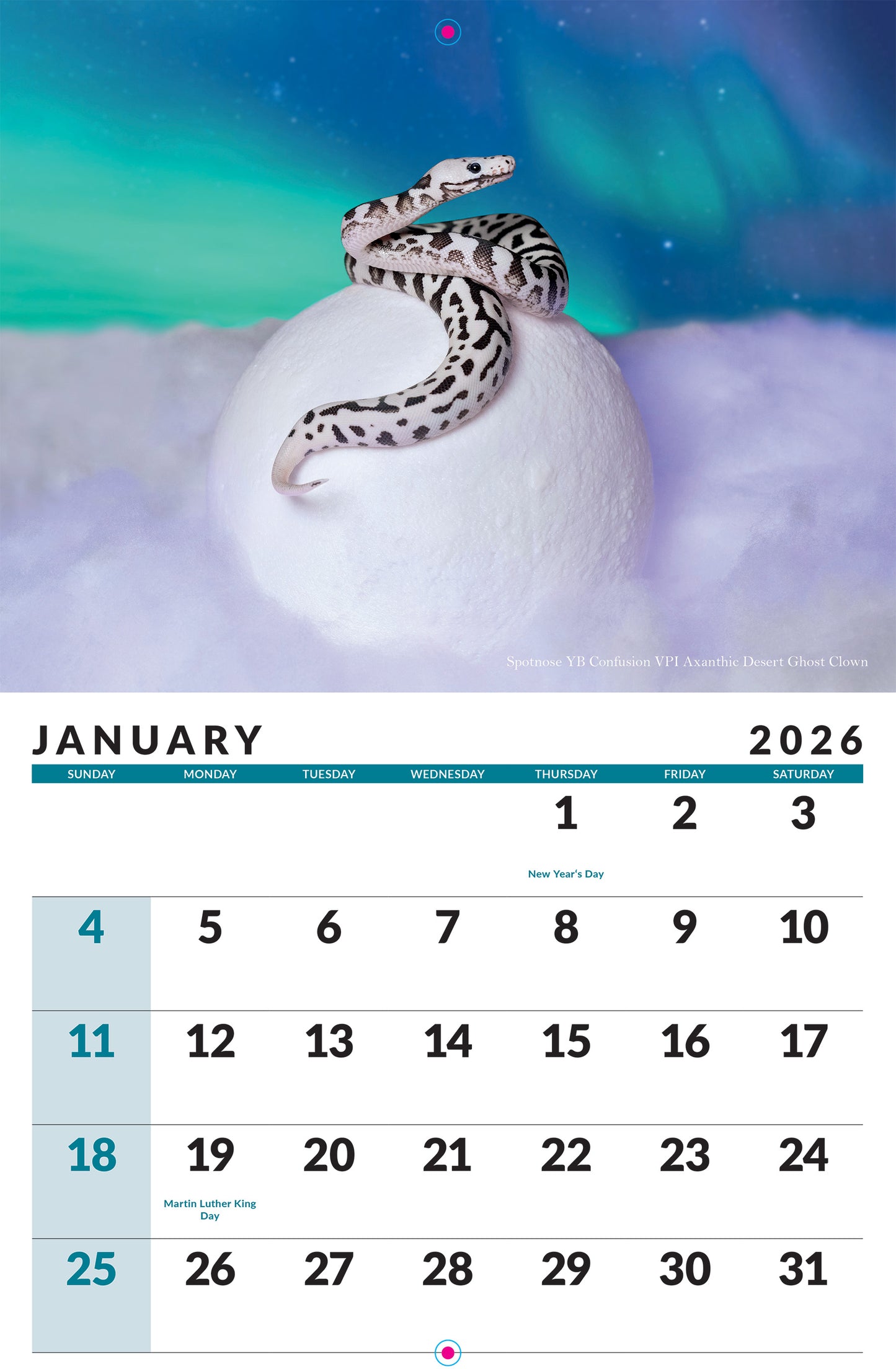 2026 Ball Python Calendar