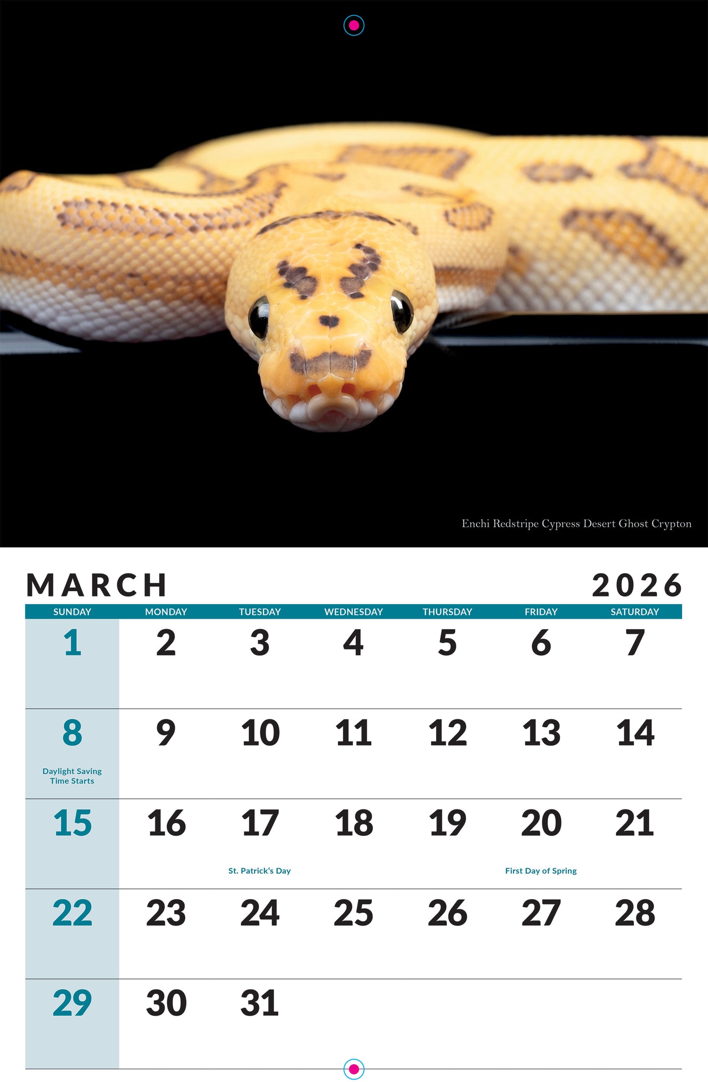 2026 Ball Python Calendar