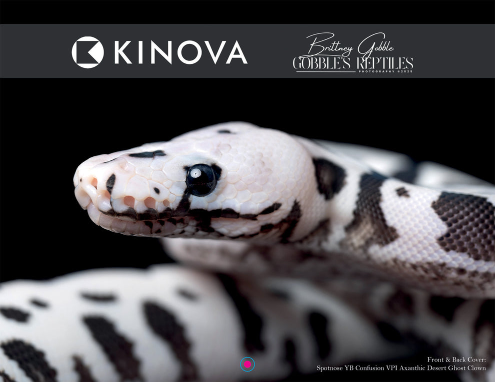 2026 Ball Python Calendar – KINOVA