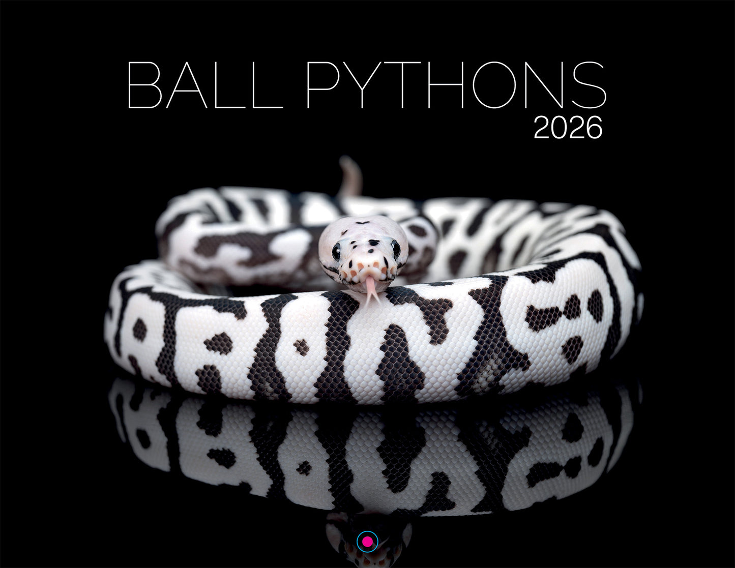 2026 Ball Python Calendar