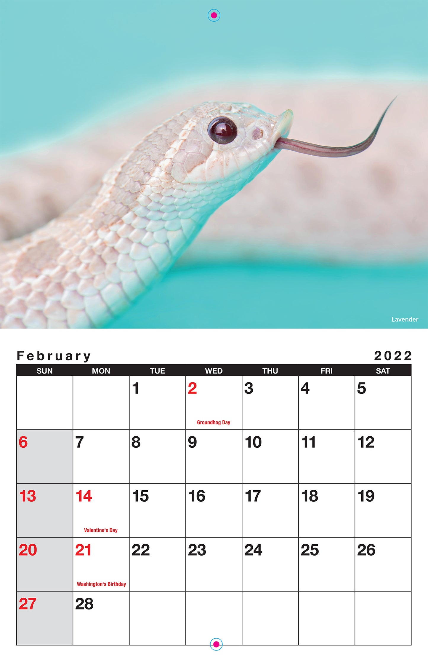 2022 Hognose Calendar