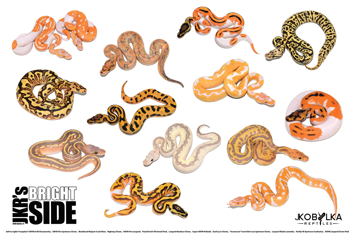 Ball Python Morphs Poster